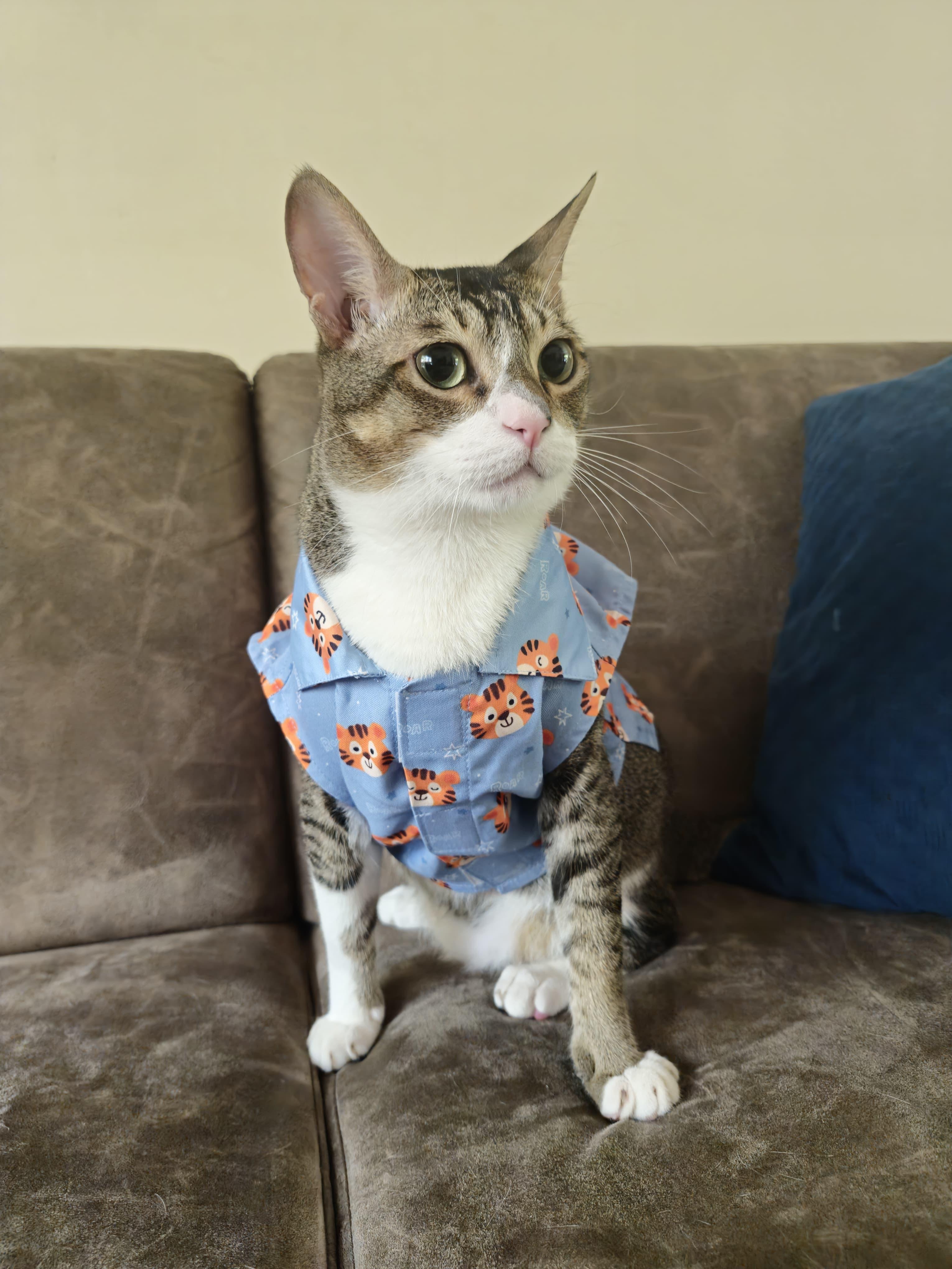 TIGER CAT SHIRT