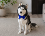 Pack of Two Satin  Bow for Dogs and Cats:  Red and Blue