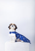 Evil Eye Dog Dress