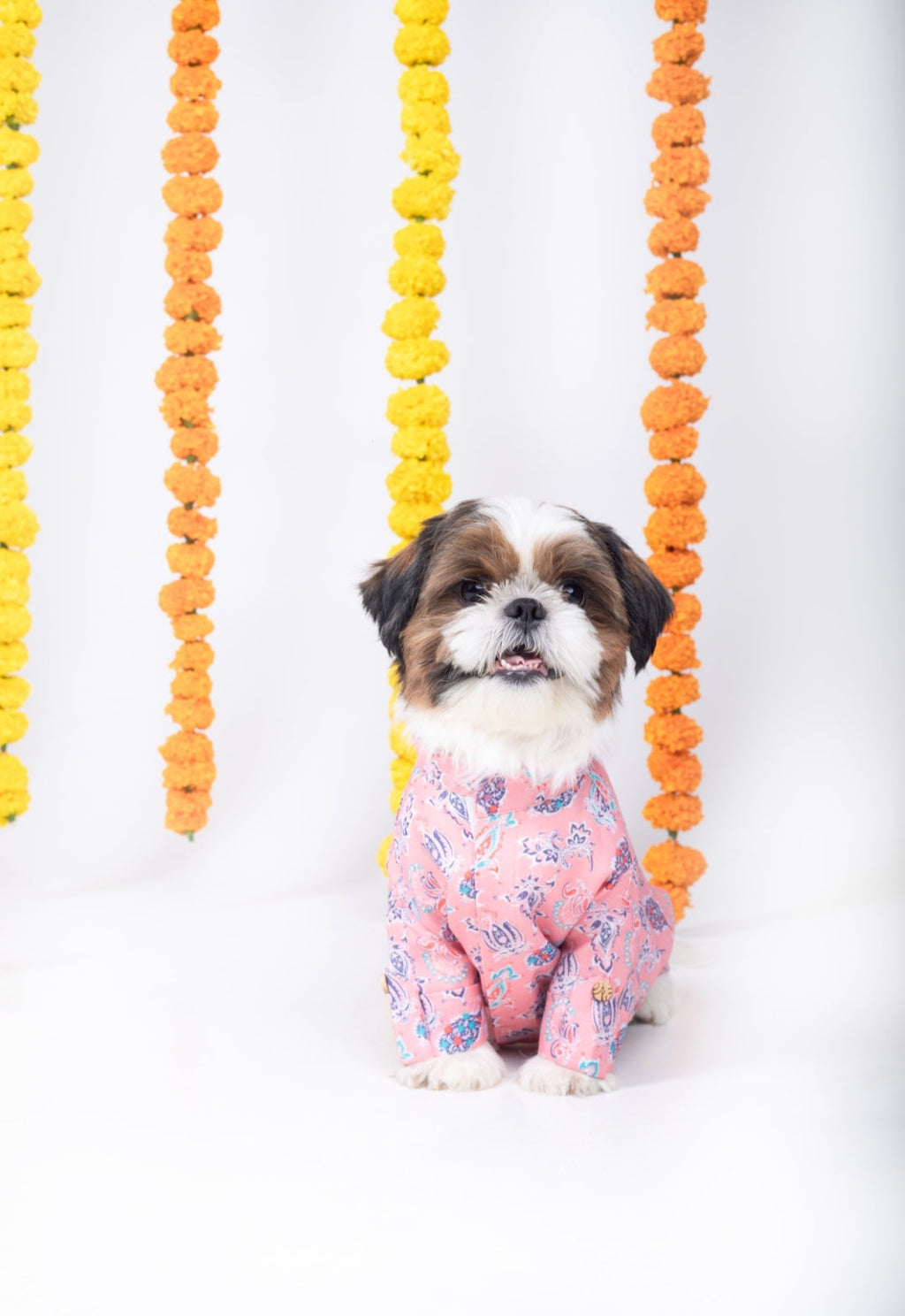 UTSAV DOG KURTA