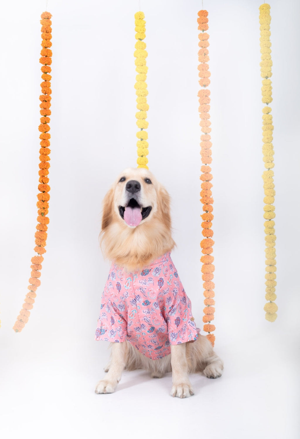 UTSAV DOG KURTA