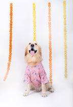 UTSAV DOG KURTA