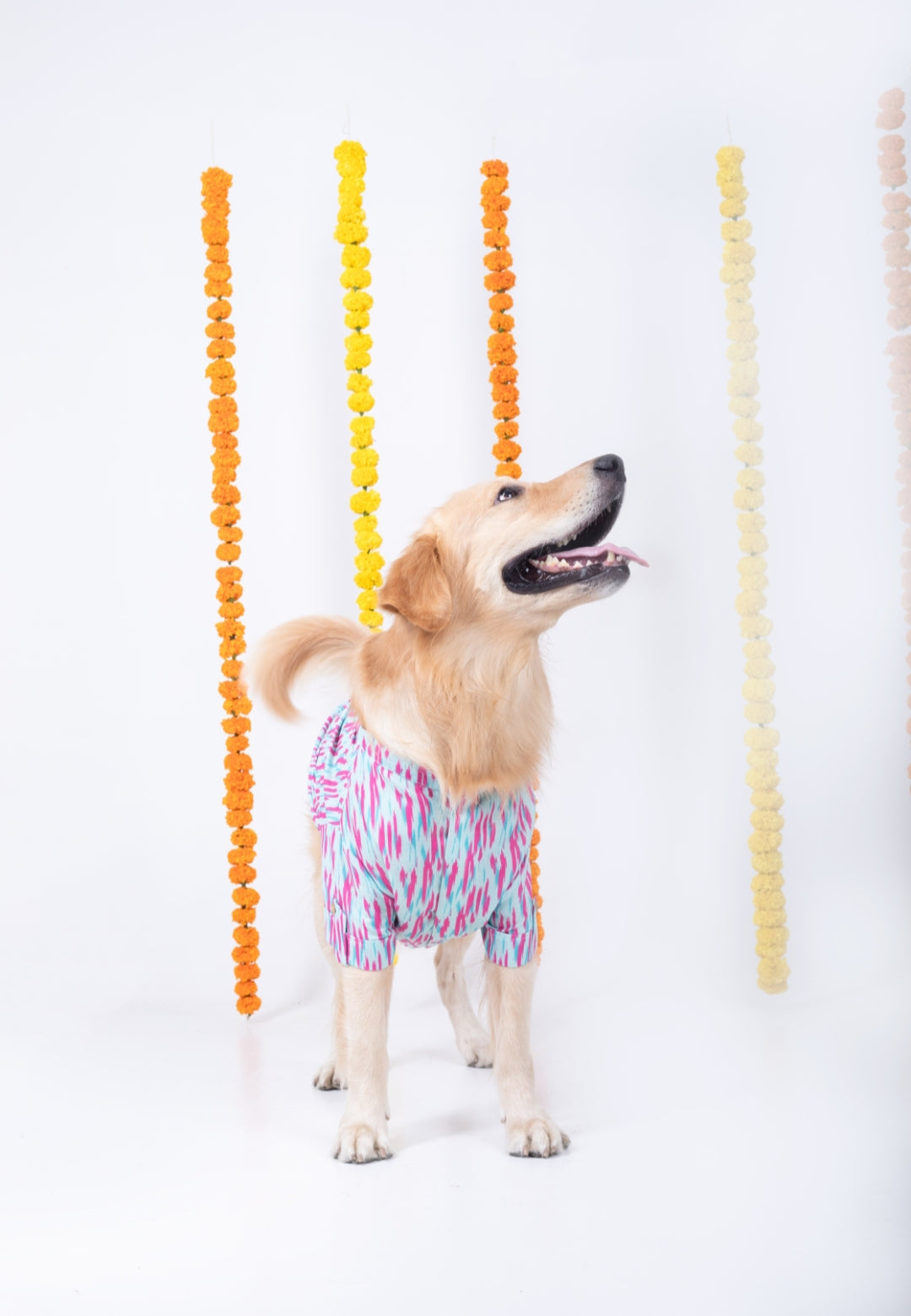 PHATAKA DOG KURTA