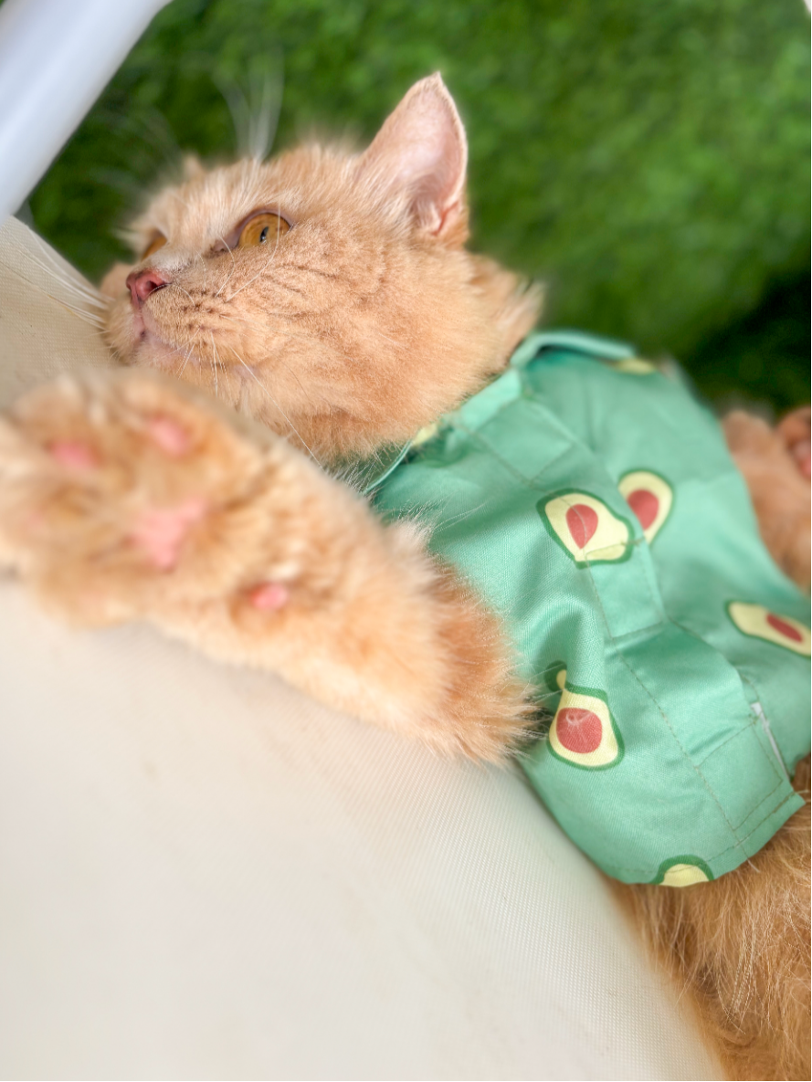 AVOCADO CAT SHIRT