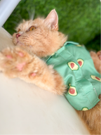 AVOCADO CAT SHIRT