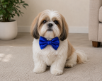 ROYAL BLUE Satin Bow for  Dogs and Cats