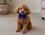 ROYAL BLUE Satin Bow for  Dogs and Cats