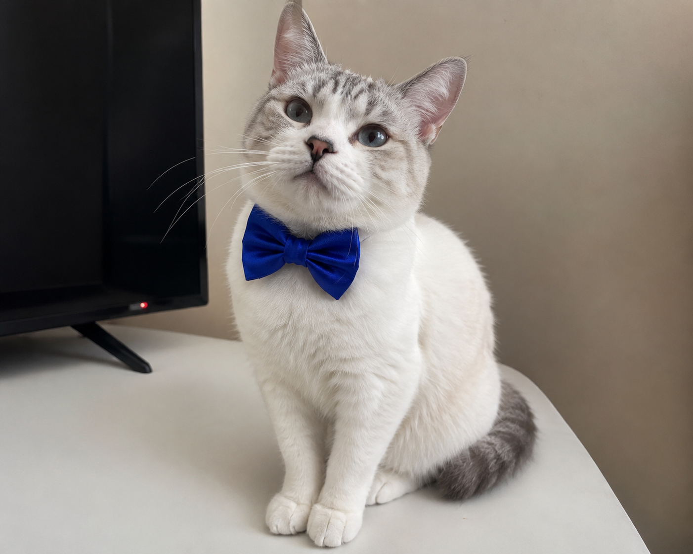 ROYAL BLUE Satin Bow for  Dogs and Cats
