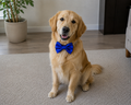 ROYAL BLUE Satin Bow for  Dogs and Cats