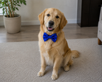 ROYAL BLUE Satin Bow for  Dogs and Cats