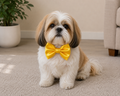 SUNSHINE YELLOW  Satin Bow for  Dogs and Cats